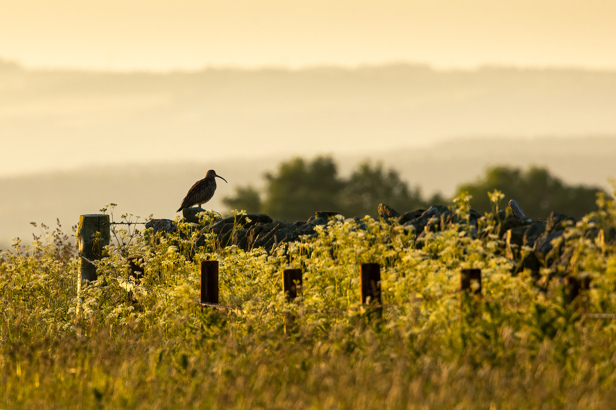 3rd Curlew At Sunrise by John Austinn